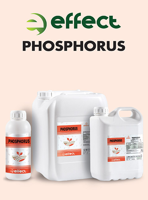 EFFECT PHOSPHORUS